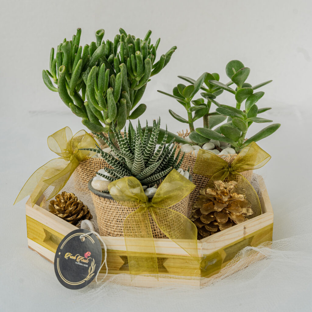 Hamper Succulent Love Flower delivery in Bangalore