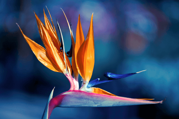 Bird of paradise - Beautiful flowers