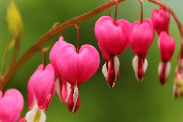 Bleeding heart - Beautiful flowers