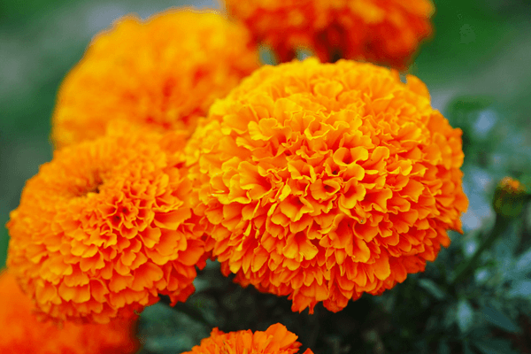 Marigold - Beautiful flowers