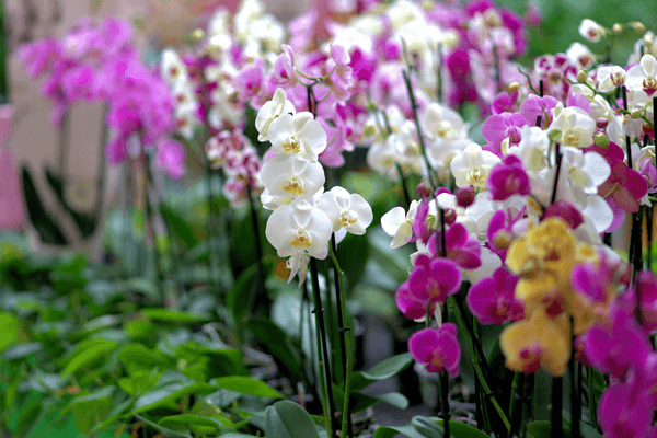 Orchid - Beautiful flowers