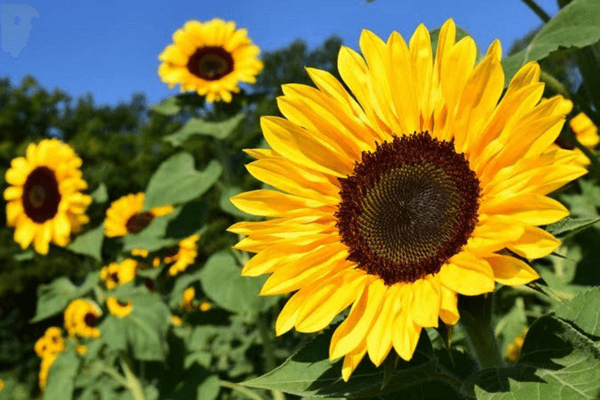Sunflower - beautiful flowers