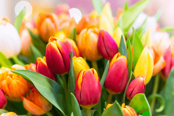 Tulip - beautiful flowers