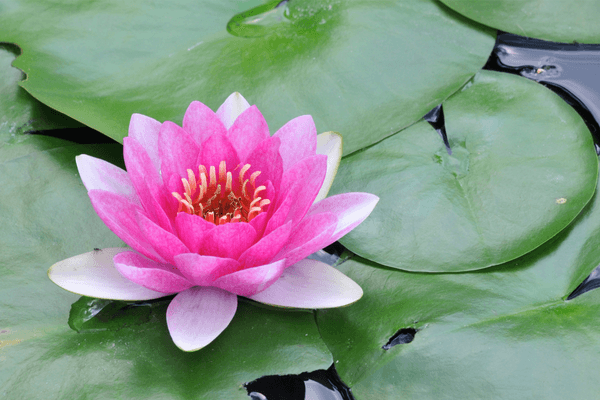 Water lily - Beautiful flowers