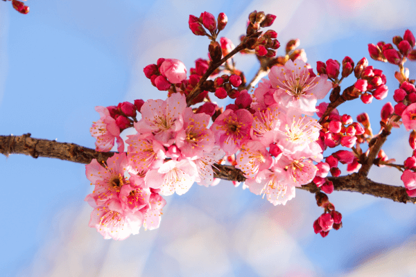 cherry-blossom-Beautiful-flowers