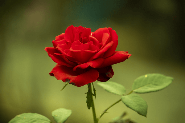rose - beautiful flowers