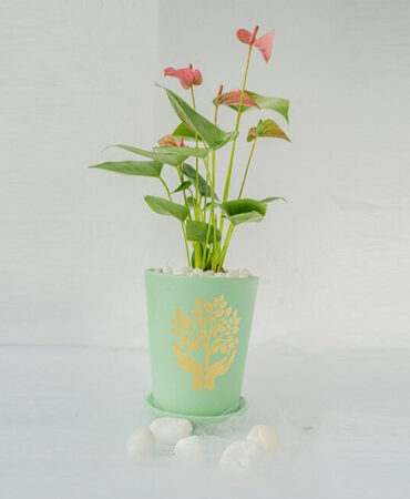 Best Indoor Plants in Bangalore