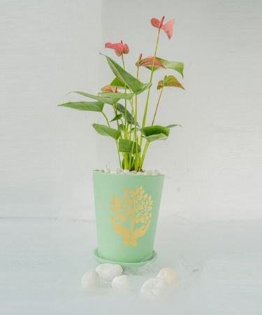 Best Indoor Plants in Bangalore