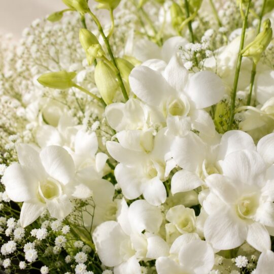 Close-up of white orchid petals and baby's breath, Bangalore bouquet