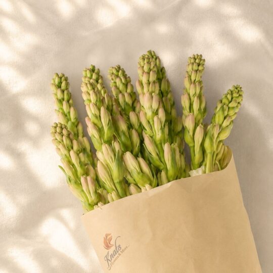 Tuberose stems flat lay, cut flower bunch Bangalore