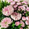Close-up of pink chrysanthemums and carnations, Bangalore