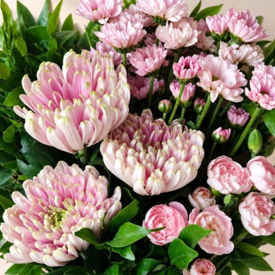 Close-up of pink chrysanthemums and carnations, Bangalore