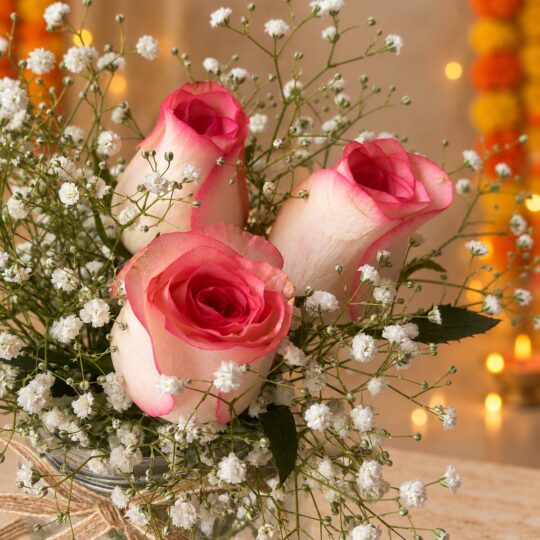 Close-up of three cream roses with pink edges surrounded by white baby's breath