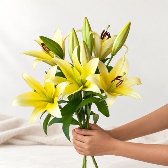 Yellow lily stems in Bangalore held in hand, three fragrant oriental lily stems with open flowers and buds